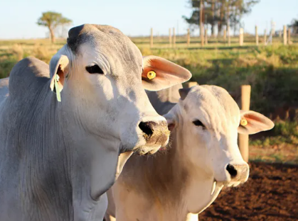 Carne bovina: Média diária tem ganho de 49,40% até a terceira semana de fevereiro/24